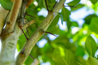 Hahnendorn Crataegus crus-galli Hochstamm Stammumfang 6-8 T Crataegus crus-galli Hochstamm 6/8