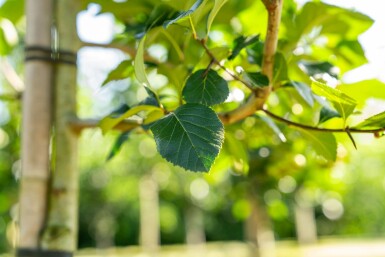 Hahnendorn Crataegus crus-galli Hochstamm Stammumfang 6-8 T Crataegus crus-galli Hochstamm 6/8
