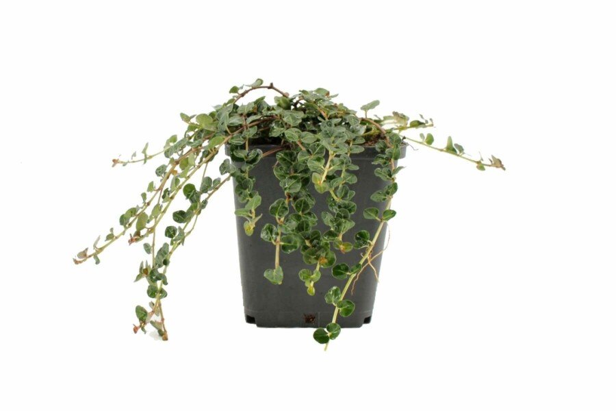 Rebhuhnbeere Mitchella repens 5-10 Topf 9x9 cm (P9) Mitchella repens