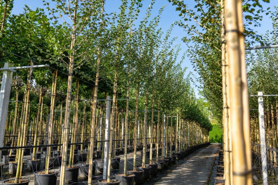 Zweigriffiger Weißdorn Crataegus laevigata Hochstamm Stammumfang 10-12 T Crataegus laevigata Hochstamm 10/12