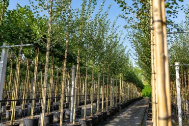 Zweigriffiger Weißdorn Crataegus laevigata Hochstamm Stammumfang 10-12 T Crataegus laevigata Hochstamm 10/12