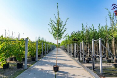 Zweigriffiger Weißdorn Crataegus laevigata Hochstamm Stammumfang 10-12 T Crataegus laevigata Hochstamm 10/12