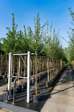 Zweigriffiger Weißdorn Crataegus laevigata Hochstamm Stammumfang 10-12 T Crataegus laevigata Hochstamm 10/12