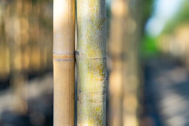 Zweigriffiger Weißdorn Crataegus laevigata Hochstamm Stammumfang 10-12 T Crataegus laevigata Hochstamm 10/12