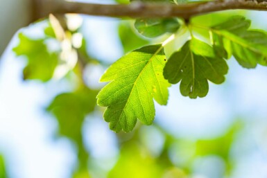 Zweigriffiger Weißdorn Crataegus laevigata Hochstamm Stammumfang 10-12 T Crataegus laevigata Hochstamm 10/12