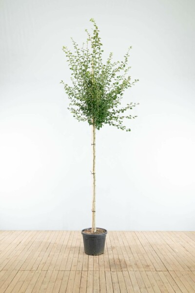 Rotdorn Crataegus x media 'Paul's Scarlet' Hochstamm Stammumfang 4-6 T Crataegus x media 'Paul's Scarlet' Hochstamm 4/6