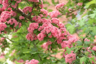 Rotdorn Crataegus x media 'Paul's Scarlet' Mehrstämmig Crataegus x media 'Paul's Scarlet' Mehrstämmig