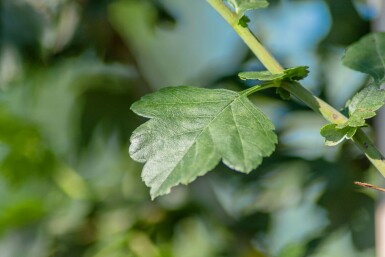 Rotdorn Crataegus x media 'Paul's Scarlet' Mehrstämmig 150-175 T Crataegus x media 'Paul's Scarlet' Mehrstämmig 150-175