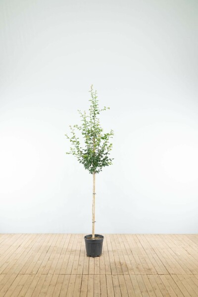 Rotdorn Crataegus x media 'Paul's Scarlet' Halbstamm Stammhöhe 120 T Crataegus x media 'Paul's Scarlet' Halbstamm 120cm Stamm