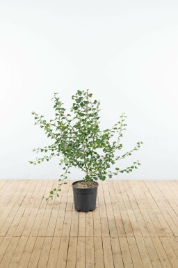 Rotdorn Crataegus x media 'Paul's Scarlet' Strauch Crataegus x media 'Paul's Scarlet' Strauch