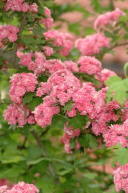 Rotdorn Crataegus x media 'Paul's Scarlet' Strauch Crataegus x media 'Paul's Scarlet' Strauch