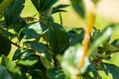 WeiĂdorn Crataegus x lavalleei 'Carrierei' Crataegus x lavalleei 'Carrierei'