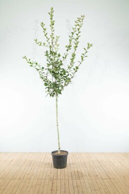 WeiĂdorn Crataegus x lavalleei 'Carrierei' Hochstamm Crataegus x lavalleei 'Carrierei' Hochstamm