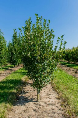 Weißdorn Crataegus x lavalleei 'Carrierei' Mehrstämmig Crataegus x lavalleei 'Carrierei' Mehrstämmig