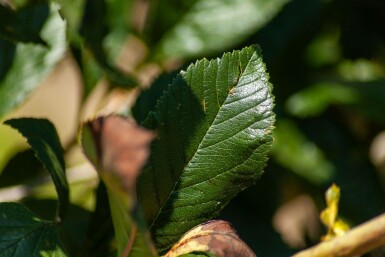 Weißdorn Crataegus x lavalleei 'Carrierei' Mehrstämmig Crataegus x lavalleei 'Carrierei' Mehrstämmig