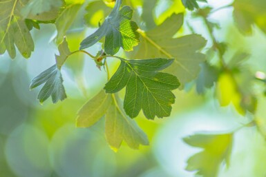 Eingriffiger WeiĂdorn Crataegus monogyna Crataegus monogyna