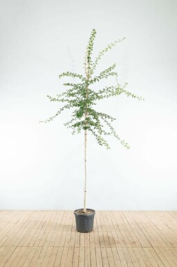 Eingriffiger WeiĂdorn Crataegus monogyna Hochstamm Crataegus monogyna Hochstamm