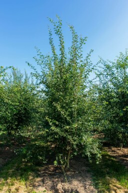 Eingriffiger WeiĂdorn Crataegus monogyna MehrstĂ€mmig Crataegus monogyna MehrstĂ€mmig