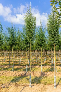 Eingriffiger WeiĂdorn Crataegus monogyna 'Stricta' Hochstamm Crataegus monogyna 'Stricta' Hochstamm