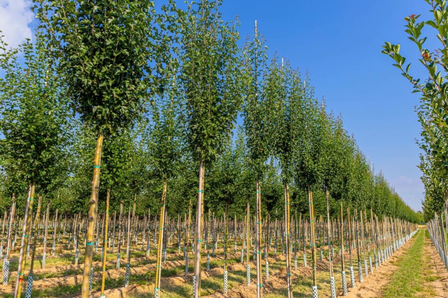 Eingriffiger Weißdorn Crataegus monogyna 'Stricta' Hochstamm Stammumfang 10-12 T Crataegus monogyna 'Stricta' Hochstamm 10/12