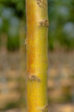 Eingriffiger Weißdorn Crataegus monogyna 'Stricta' Hochstamm Stammumfang 10-12 T Crataegus monogyna 'Stricta' Hochstamm 10/12