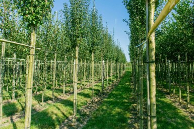 Eingriffiger Weißdorn Crataegus monogyna 'Stricta' Hochstamm Stammumfang 10-12 T Crataegus monogyna 'Stricta' Hochstamm 10/12