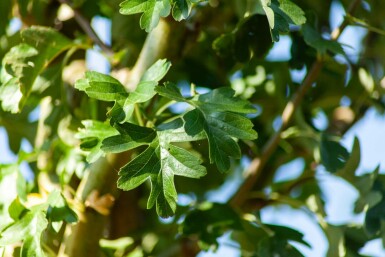 Eingriffiger Weißdorn Crataegus monogyna 'Stricta' Hochstamm Stammumfang 10-12 T Crataegus monogyna 'Stricta' Hochstamm 10/12
