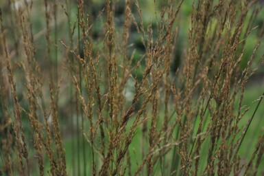 Kleines Pfeifengras Molinia caerulea 'Heidebraut' 5-10 Topf 9x9 cm (P9)