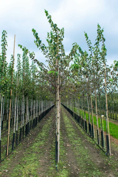 Quittenbaum Cydonia oblonga Hochstamm Stammumfang 10-12 T Cydonia oblonga Hochstamm 10/12