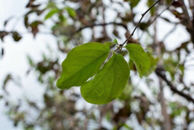 Quittenbaum Cydonia oblonga Hochstamm Cydonia oblonga Hochstamm