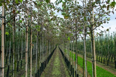 Quittenbaum Cydonia oblonga Hochstamm Stammumfang 10-12 T Cydonia oblonga Hochstamm 10/12