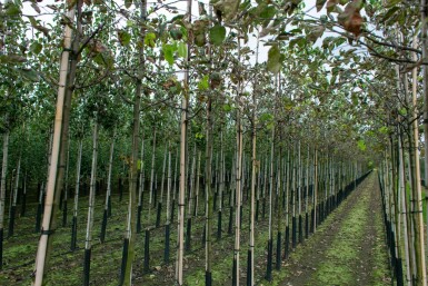 Quittenbaum Cydonia oblonga Hochstamm Stammumfang 10-12 T Cydonia oblonga Hochstamm 10/12