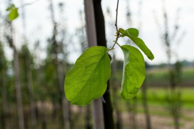 Quittenbaum Cydonia oblonga Hochstamm Stammumfang 10-12 T Cydonia oblonga Hochstamm 10/12