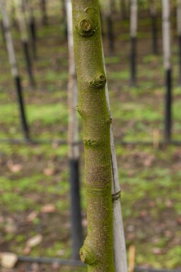 Quittenbaum Cydonia oblonga Hochstamm Stammumfang 10-12 T Cydonia oblonga Hochstamm 10/12