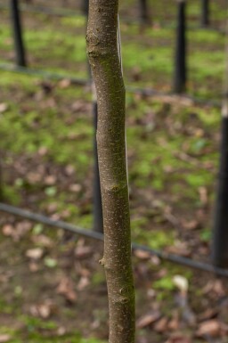 Quittenbaum Cydonia oblonga Hochstamm Stammumfang 10-12 T Cydonia oblonga Hochstamm 10/12