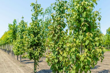 Taschentuchbaum Davidia involucrata Davidia involucrata