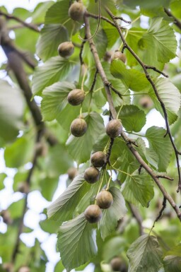 Taschentuchbaum Davidia involucrata Davidia involucrata