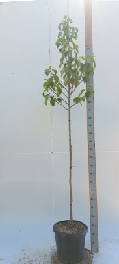Taschentuchbaum Davidia involucrata Hochstamm Davidia involucrata Hochstamm
