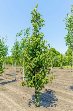Taschentuchbaum Davidia involucrata Hochstamm Davidia involucrata Hochstamm