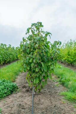 Taschentuchbaum Davidia involucrata Mehrstämmig Davidia involucrata Mehrstämmig