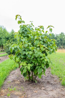 Taschentuchbaum Davidia involucrata Mehrstämmig Davidia involucrata Mehrstämmig