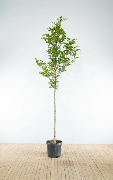 Rot-Buche Fagus sylvatica Hochstamm Stammumfang 6-8 T Fagus sylvatica Hochstamm 6/8