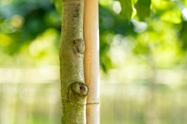 Rot-Buche Fagus sylvatica Hochstamm Stammumfang 6-8 T Fagus sylvatica Hochstamm 6/8