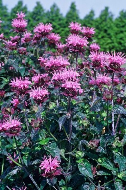 Indiandernessel Monarda 'Beauty of Cobham' 5-10 Topf 9x9 cm (P9)