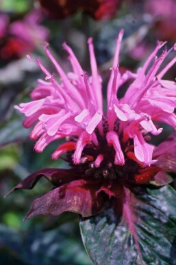 Indiandernessel Monarda 'Beauty of Cobham' 5-10 Topf 9x9 cm (P9) Monarda 'Beauty of Cobham'