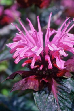 Indiandernessel Monarda 'Beauty of Cobham' 5-10 Topf 9x9 cm (P9)