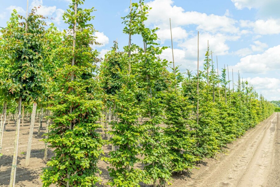 Rot-Buche Fagus sylvatica Stammbusch Stammumfang 12-14 T Fagus sylvatica Stammbusch 12/14