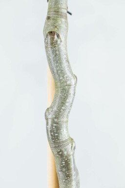 Rot-Buche Fagus sylvatica Mehrstämmig 200-250 T Fagus sylvatica Mehrstämmig 200-250