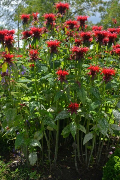Garten-Indianernessel Monarda 'Cambridge Scarlet' 5-10 Topf 9x9 cm (P9) Monarda 'Cambridge Scarlet'