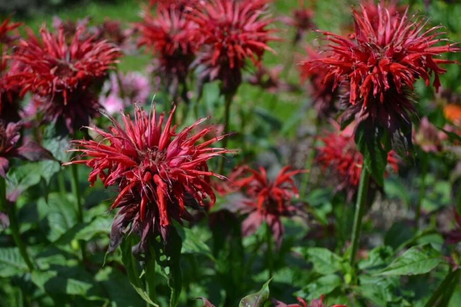 Garten-Indianernessel Monarda 'Cambridge Scarlet' 5-10 Topf 9x9 cm (P9) Monarda 'Cambridge Scarlet'